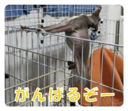 Sign Dog Ral sticker #13830756