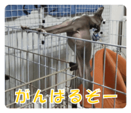 Sign Dog Ral sticker #13830756