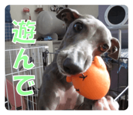 Sign Dog Ral sticker #13830757