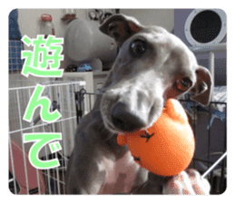 Sign Dog Ral sticker #13830757