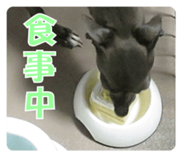 Sign Dog Ral sticker #13830758