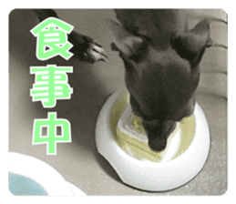 Sign Dog Ral sticker #13830758