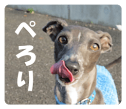 Sign Dog Ral sticker #13830759