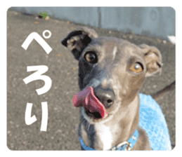 Sign Dog Ral sticker #13830759