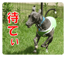 Sign Dog Ral sticker #13830760