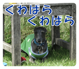 Sign Dog Ral sticker #13830761