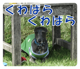 Sign Dog Ral sticker #13830761