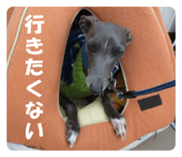 Sign Dog Ral sticker #13830762