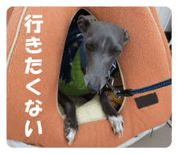 Sign Dog Ral sticker #13830762