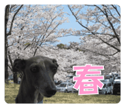 Sign Dog Ral sticker #13830764