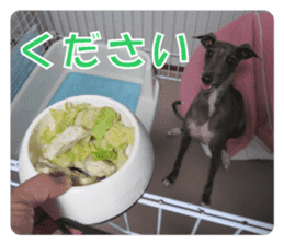 Sign Dog Ral sticker #13830765