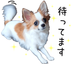 my dog hana sticker #13831094