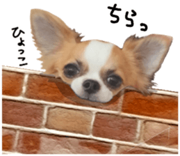 my dog hana sticker #13831095