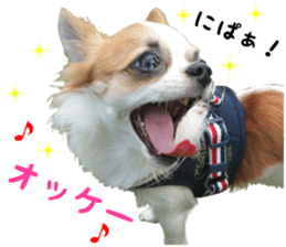 my dog hana sticker #13831096