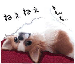 my dog hana sticker #13831097