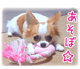 my dog hana sticker #13831098