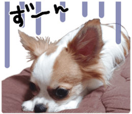 my dog hana sticker #13831099