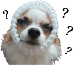 my dog hana sticker #13831100