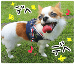 my dog hana sticker #13831102