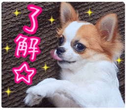 my dog hana sticker #13831103