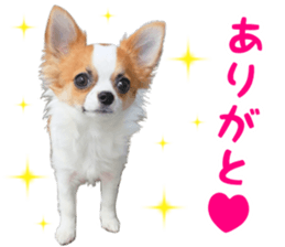 my dog hana sticker #13831104