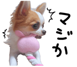 my dog hana sticker #13831105