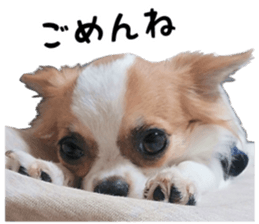 my dog hana sticker #13831106