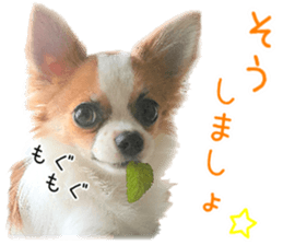 my dog hana sticker #13831107