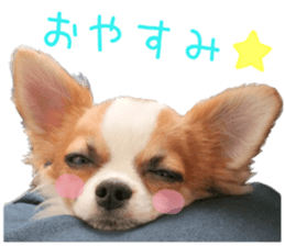 my dog hana sticker #13831108