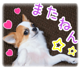 my dog hana sticker #13831109