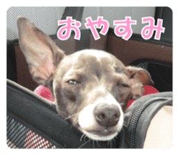 Sub Sign Dog Fia sticker #13832537