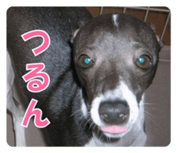 Sub Sign Dog Fia sticker #13832538