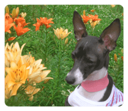 Sub Sign Dog Fia sticker #13832540