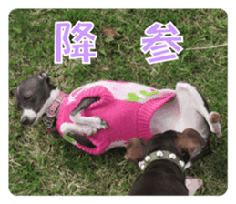 Sub Sign Dog Fia sticker #13832541