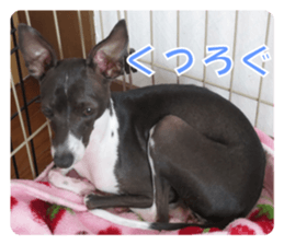 Sub Sign Dog Fia sticker #13832542