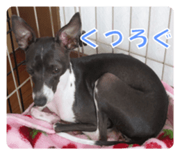 Sub Sign Dog Fia sticker #13832542