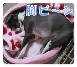 Sub Sign Dog Fia sticker #13832543