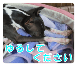 Sub Sign Dog Fia sticker #13832546