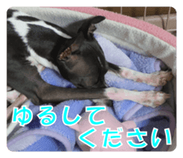 Sub Sign Dog Fia sticker #13832546