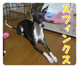 Sub Sign Dog Fia sticker #13832547