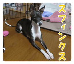 Sub Sign Dog Fia sticker #13832547