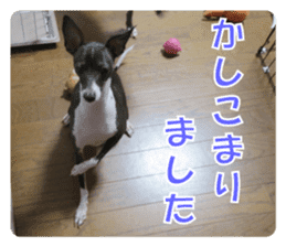 Sub Sign Dog Fia sticker #13832549