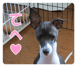 Sub Sign Dog Fia sticker #13832551