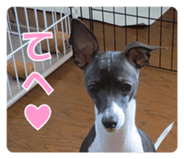 Sub Sign Dog Fia sticker #13832551