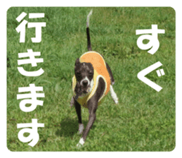 Sub Sign Dog Fia sticker #13832552