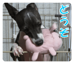 Sub Sign Dog Fia sticker #13832553