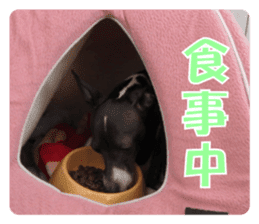 Sub Sign Dog Fia sticker #13832555