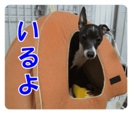 Sub Sign Dog Fia sticker #13832556