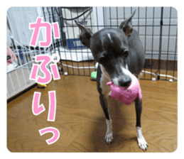 Sub Sign Dog Fia sticker #13832557