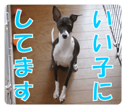 Sub Sign Dog Fia sticker #13832558